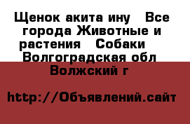 Щенок акита ину - Все города Животные и растения » Собаки   . Волгоградская обл.,Волжский г.